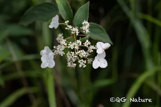 Panicle hydrangea (Hydrangea paniculata) — habit
