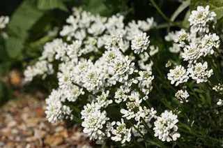 Evergreen candytuft