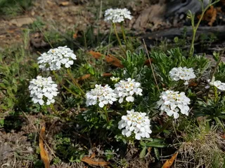 Evergreen candytuft (Iberis sempervirens) — mature form