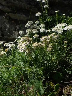 Evergreen candytuft (Iberis sempervirens) — foliage
