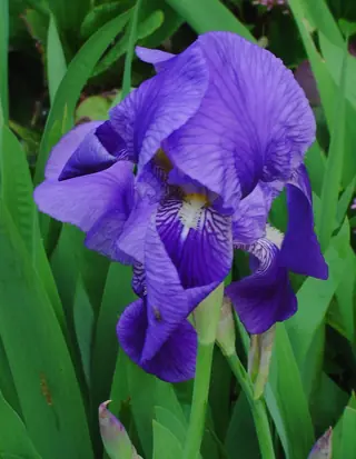 bearded iris (Iris germanica)
