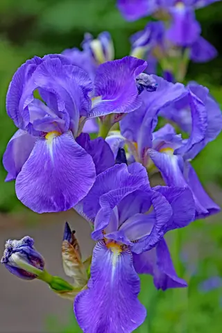 bearded iris (Iris germanica) — mature form