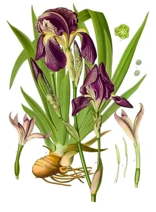 bearded iris (Iris germanica) — foliage