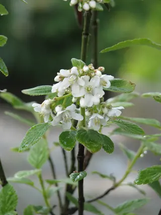 Cliff jamesia / waxflower