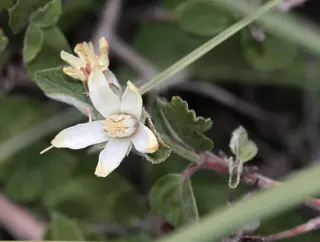 Cliff jamesia / waxflower (Jamesia americana) — mature form