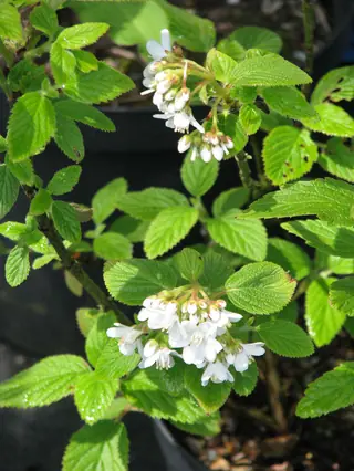 Cliff jamesia / waxflower (Jamesia americana) — foliage