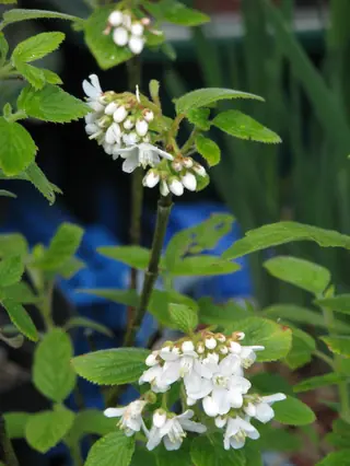 Cliff jamesia / waxflower (Jamesia americana) — bloom