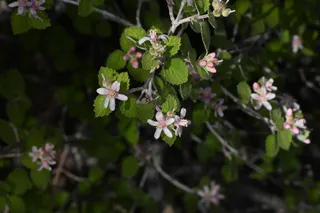Cliff jamesia / waxflower (Jamesia americana) — fall color