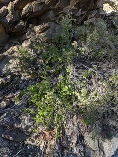 Cliff jamesia / waxflower (Jamesia americana) — habit
