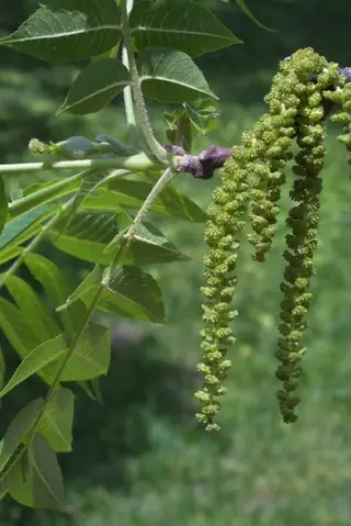 Black Walnut (Juglans nigra), habit