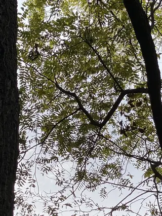 Black Walnut (Juglans nigra), fall color