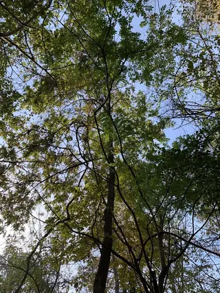 Black walnut