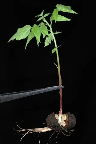 Black Walnut (Juglans nigra) — mature form