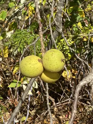 Black Walnut (Juglans nigra), mature form