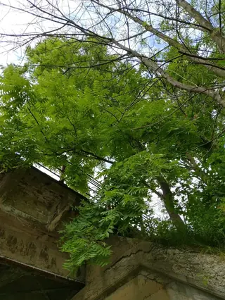 Black Walnut (Juglans nigra), foliage