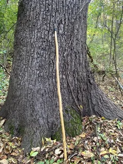 Black Walnut (Juglans nigra) — bloom