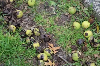Black Walnut (Juglans nigra) — fall color