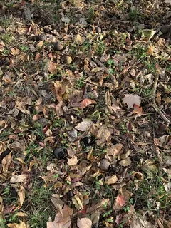 Black Walnut (Juglans nigra) — habit