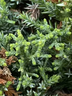 Juniper — 'Blue Point' (Juniperus chinensis)