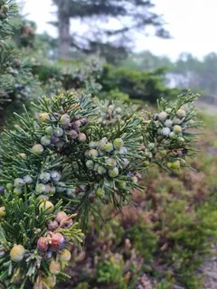 Juniper — 'Blue Point' (Juniperus chinensis) — mature form