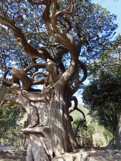 Juniper — 'Blue Point' (Juniperus chinensis) — foliage