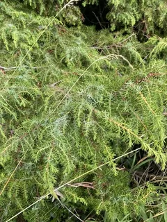 Common juniper (Juniperus communis), mature form