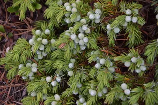 Common juniper (Juniperus communis), foliage