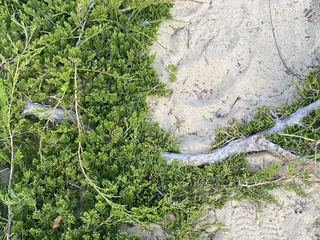 Creeping juniper