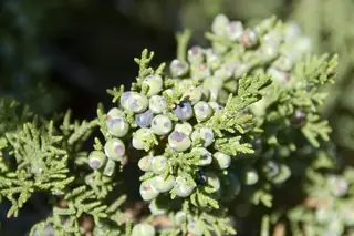 Juniper — One – Seed