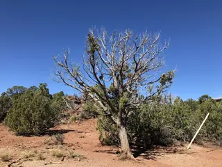 Juniper — One – Seed (Juniperus monosperma) — mature form