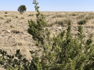 Juniper — One – Seed (Juniperus monosperma) — foliage