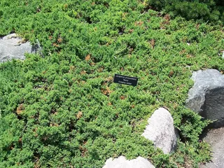 Japanese garden juniper
