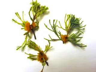 Japanese garden juniper (Juniperus procumbens 'Nana'), mature form