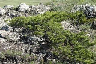 Savin juniper