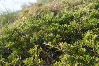 Savin juniper (Juniperus sabina), mature form