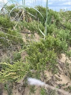 Savin juniper (Juniperus sabina), foliage