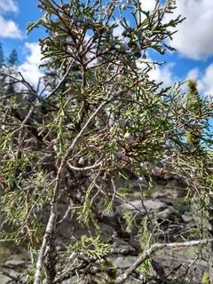 Juniper — Rocky Mountain