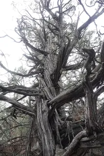Juniper — Rocky Mountain – 'Welchii', 'Gray Gleam', 'Cologreen', 'Wichita Blue', 'Moonglow' (Juniperus scopulorum) — mature form