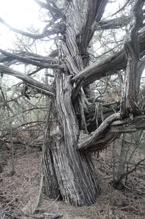 Juniper — Rocky Mountain – 'Welchii', 'Gray Gleam', 'Cologreen', 'Wichita Blue', 'Moonglow' (Juniperus scopulorum) — foliage