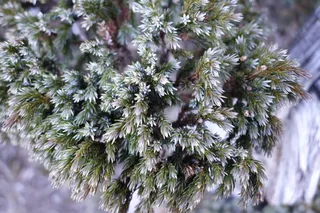 Blue Star juniper (Juniperus squamata 'Blue Star')