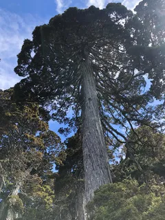 Blue Star juniper (Juniperus squamata 'Blue Star'), mature form
