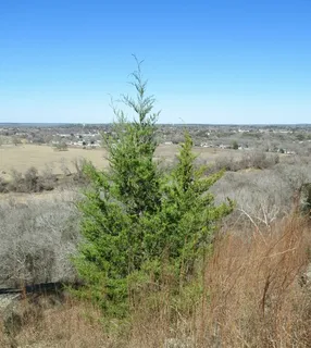 Juniper — Eastern Red Cedar – 'Taylor' (Juniperus virginiana) — foliage