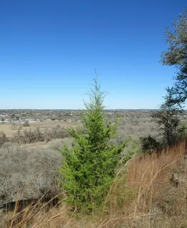 Juniper — Eastern Red Cedar – 'Taylor' (Juniperus virginiana) — bloom