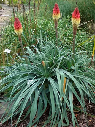 Regal Torchlily