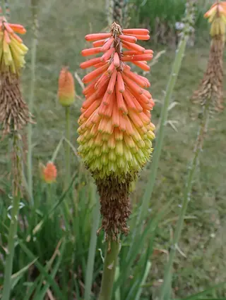 Regal Torchlily (Kniphofia caulescens) — mature form