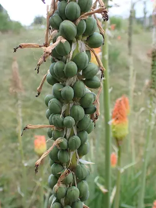 Regal Torchlily (Kniphofia caulescens) — foliage