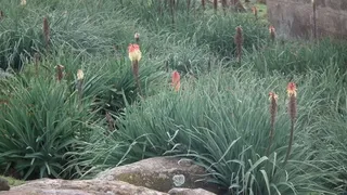 Regal Torchlily (Kniphofia caulescens) — bloom