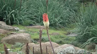 Regal Torchlily (Kniphofia caulescens) — fall color
