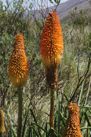 red hot poker