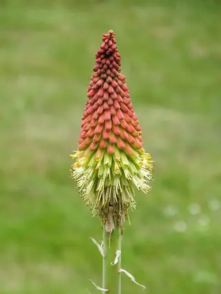 red hot poker (Kniphofia uvaria) — mature form